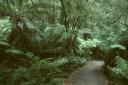 Maits Rest Regenwald